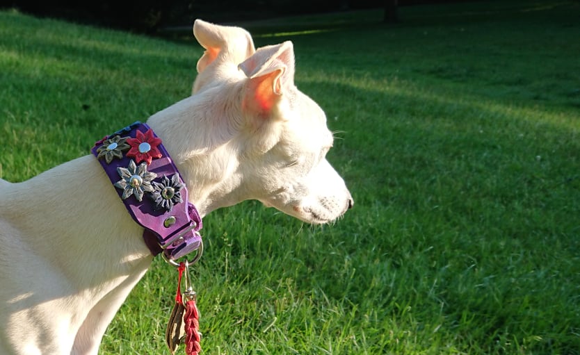 Sonderanfertigungen Fettleder, Leine Fettleder Leder geflochten Hundeleine Halsband Geschirr Hund