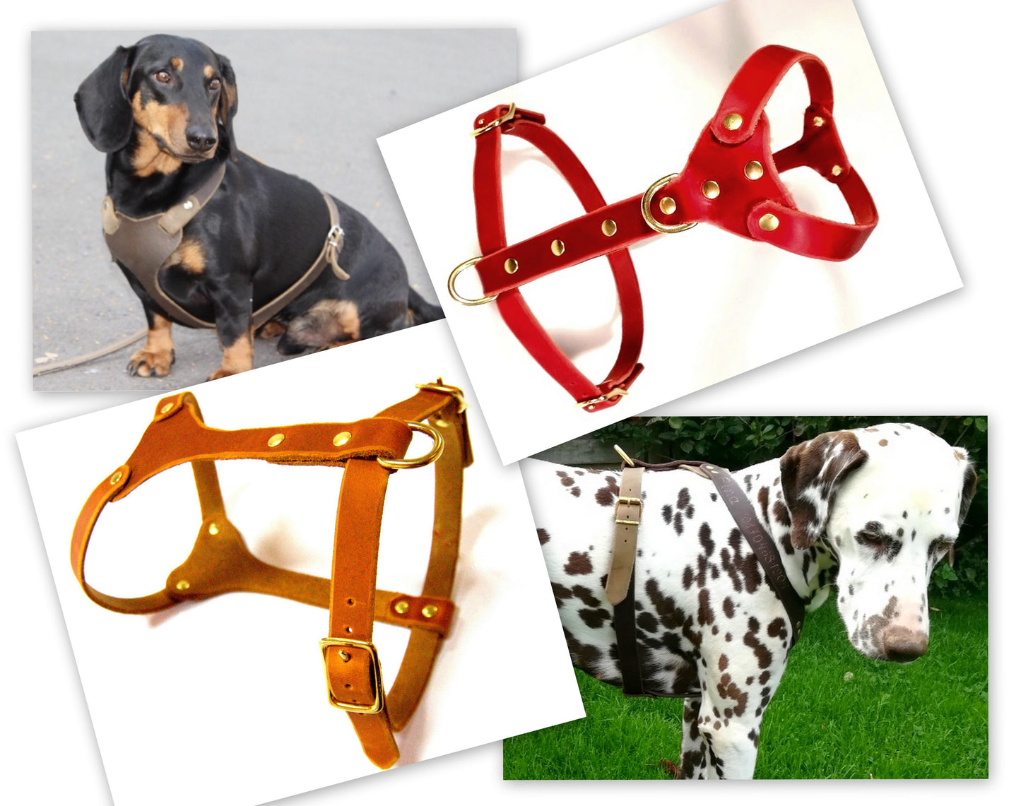 Brustgeschirr, Hundegeschirr, Ledergeschirr, Leder, Fettleder, Hund