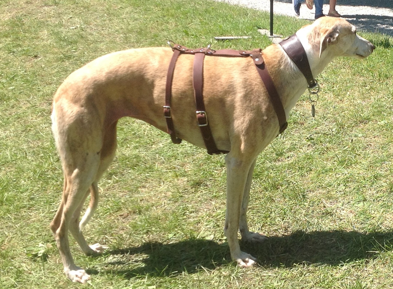 Brustgeschirr, Hundegeschirr, Ledergeschirr, Leder, Fettleder, Hund