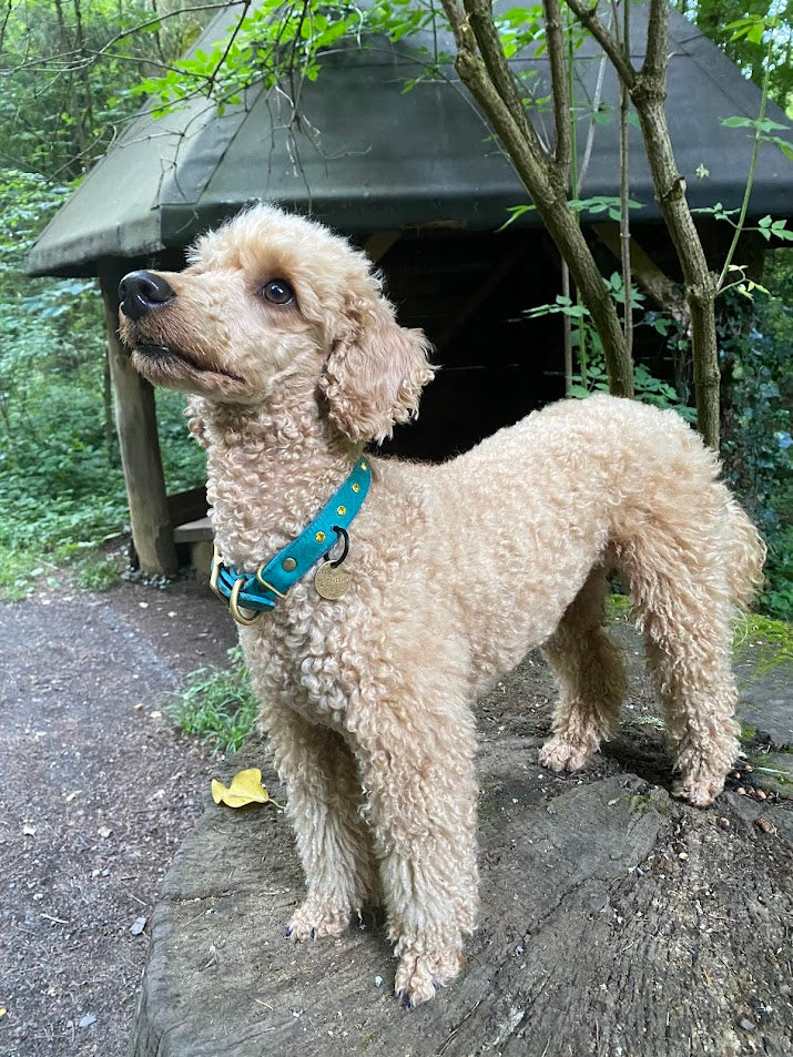 "Leo", ganz schlicht, Halsband, Fettleder, Leder, Hund