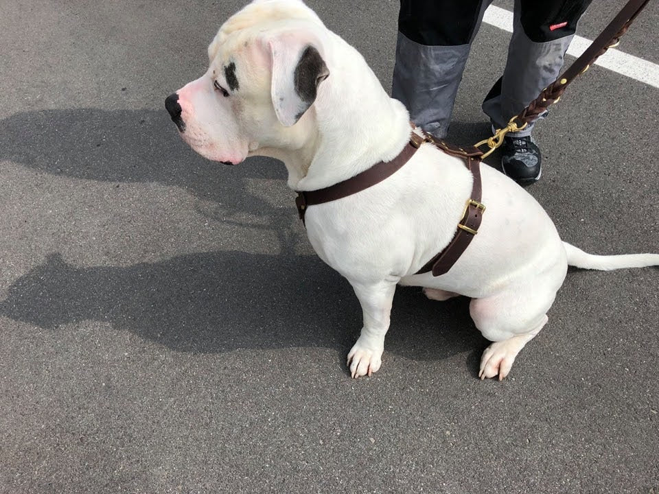Brustgeschirr, Hundegeschirr, Ledergeschirr, Leder, Fettleder, Hund