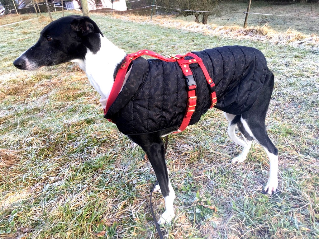 Brustgeschirr, Hundegeschirr, Ledergeschirr, Leder, Fettleder, Hund